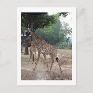 Giraffen und Bäume Postkarte
