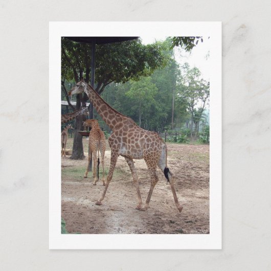 Giraffen und Bäume Postkarte (Vorderseite)
