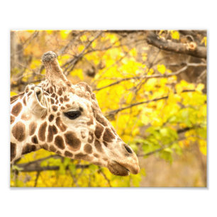 Giraffen und Blätter Fotodruck