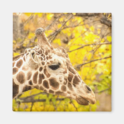 Giraffen und Blätter Magnet (Vorne)