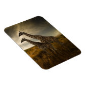 Giraffen und die Landschaft Magnet (Rechte Seite)