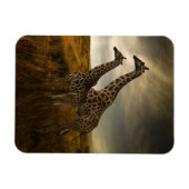 Giraffen und die Landschaft Magnet (Horizontal)