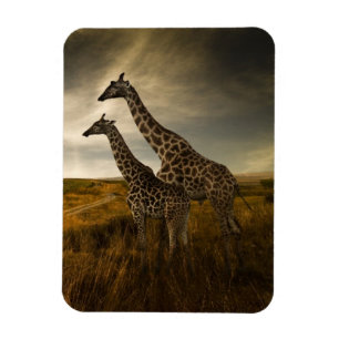 Giraffen und die Landschaft Magnet