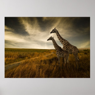 Giraffen und die Landschaft Poster