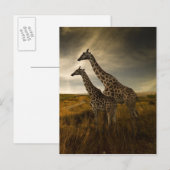 Giraffen und die Landschaft Postkarte (Vorne/Hinten)