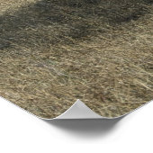 Giraffen und Löwen Poster (Ecke)