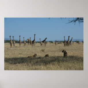 Giraffen und Löwen Poster