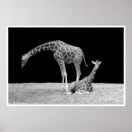 Giraffen unter afrikanischem Himmel nachts Schwarz Poster