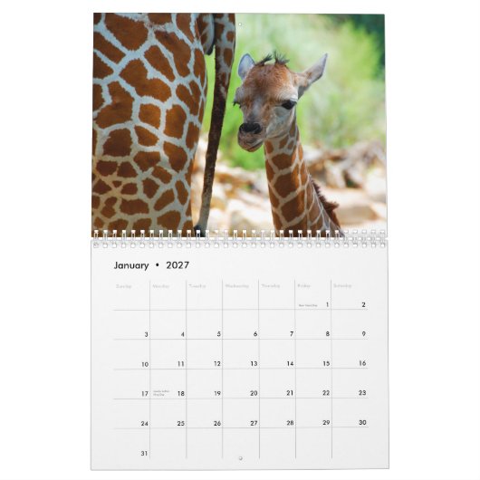 Giraffen-Wandkalender Kalender (Jan 2027)
