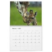 Giraffen-Wandkalender Kalender (Feb 2027)