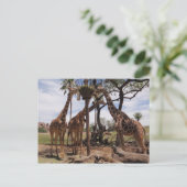 Giraffenattace Postkarte (Stehend Vorderseite)