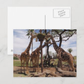 Giraffenattace Postkarte (Vorne/Hinten)
