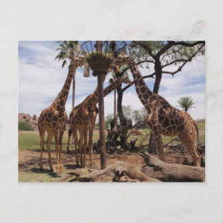 Giraffenattace Postkarte