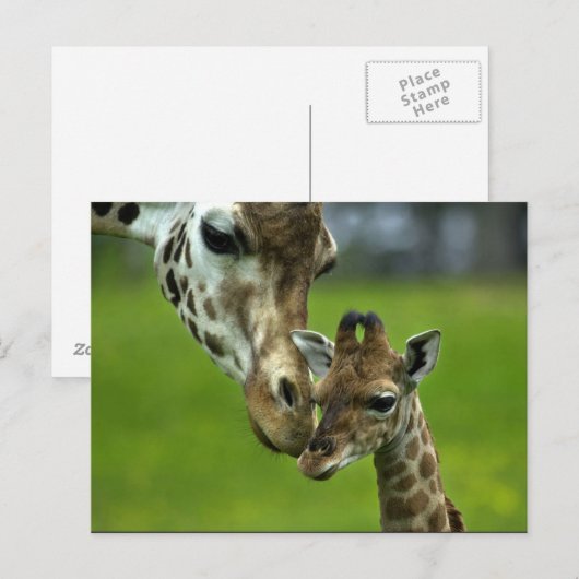 Giraffendesign Postkarte (Vorne/Hinten)