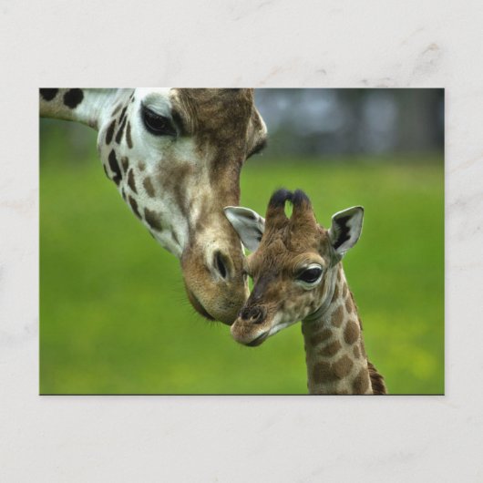Giraffendesign Postkarte (Vorderseite)