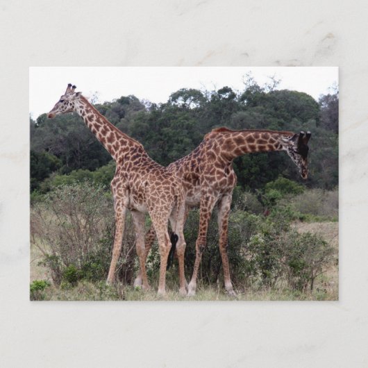 Giraffenduo Postkarte (Vorderseite)