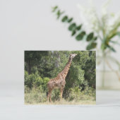 Giraffenerreichung Postkarte (Stehend Vorderseite)