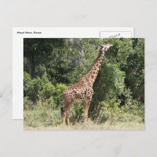 Giraffenerreichung Postkarte (Vorne/Hinten)