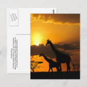 Giraffenfamilie 2 postkarte (Vorne/Hinten)