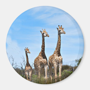 Giraffenfamilie auf grasbewachsenem Hügel Magnet