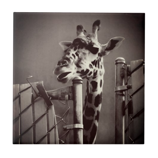 Giraffenfotografie - Vintager Stil Fliese (Vorderseite)
