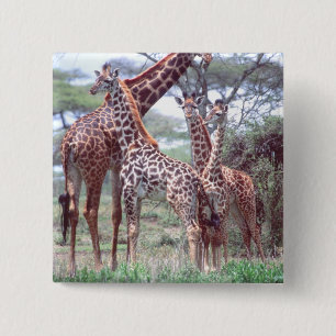 Giraffengruppe oder -herde mit Jungen, Giraffa Button