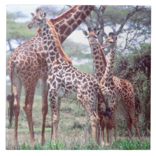 Giraffengruppe oder -herde mit Jungen, Giraffa Fliese
