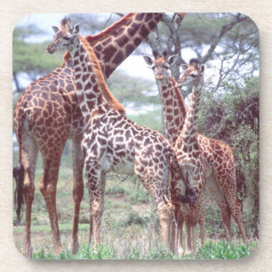 Giraffengruppe oder -herde mit Jungen, Giraffa Getränkeuntersetzer