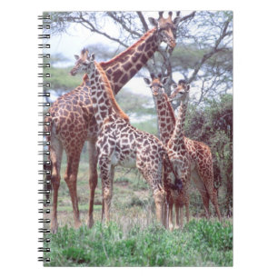 Giraffengruppe oder -herde mit Jungen, Giraffa Notizblock
