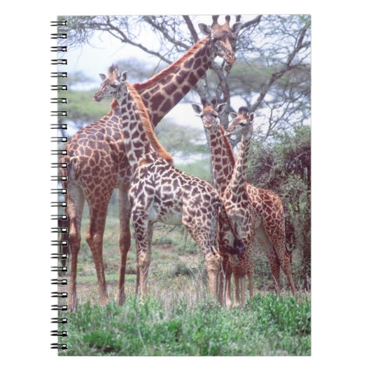 Giraffengruppe oder -herde mit Jungen, Giraffa Notizblock (Vorderseite)