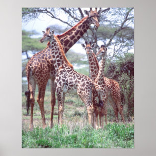 Giraffengruppe oder -herde mit Jungen, Giraffa Poster