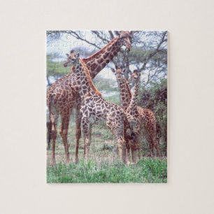 Giraffengruppe oder -herde mit Jungen, Giraffa Puzzle