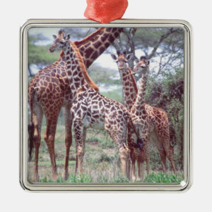 Giraffengruppe oder -herde mit Jungen, Giraffa Silbernes Ornament