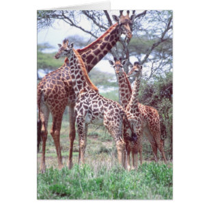 Giraffengruppe oder -herde mit Jungtieren, Giraffa