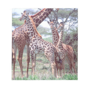 Giraffengruppe oder -herde mit Jungtieren, Giraffa Notizblock