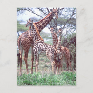 Giraffengruppe oder -herde mit Jungtieren, Giraffa Postkarte