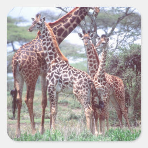 Giraffengruppe oder -herde mit Jungtieren, Giraffa Quadratischer Aufkleber