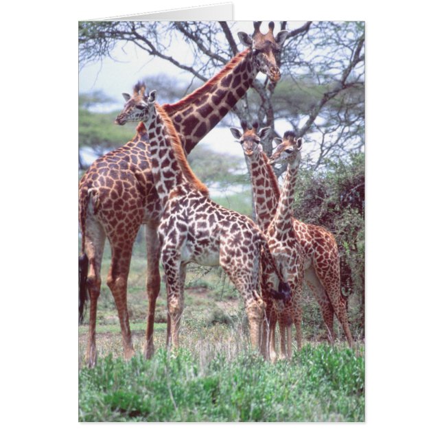 Giraffengruppe oder Herde w/ Young, Giraffa (Vorne)