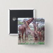Giraffengruppe oder Herde w/ Young, Giraffa Button (Vorne & Hinten)
