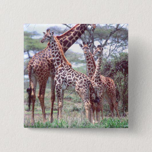 Giraffengruppe oder Herde w/ Young, Giraffa Button (Vorderseite)