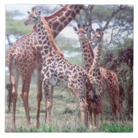 Giraffengruppe oder Herde w/ Young, Giraffa
