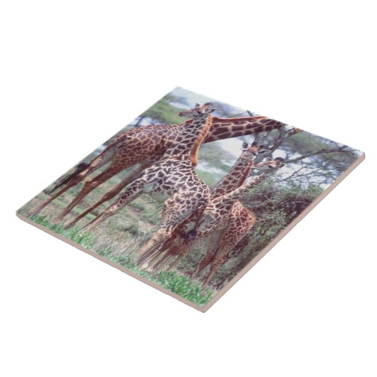 Giraffengruppe oder Herde w/ Young, Giraffa Fliese (Seite)