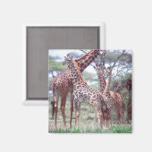 Giraffengruppe oder Herde w/ Young, Giraffa Magnet (Vorderseite/Rückseite)