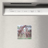 Giraffengruppe oder Herde w/ Young, Giraffa Magnet (In Situ (Geschirrspüler))