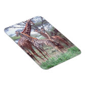 Giraffengruppe oder Herde w/ Young, Giraffa Magnet (Rechte Seite)