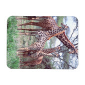 Giraffengruppe oder Herde w/ Young, Giraffa Magnet (Horizontal)