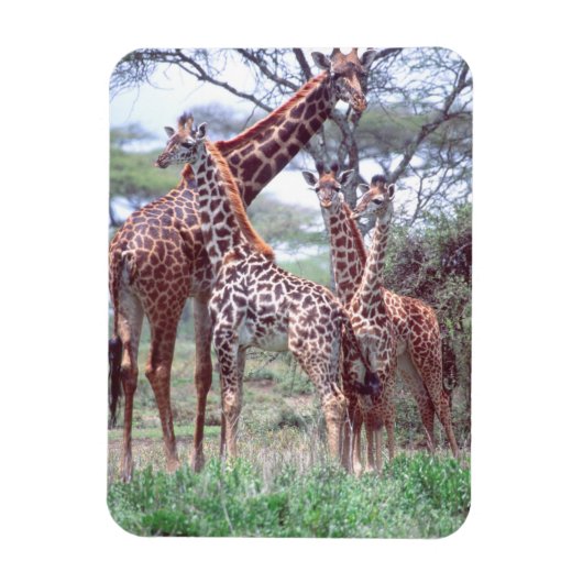 Giraffengruppe oder Herde w/ Young, Giraffa Magnet (Vertikal)