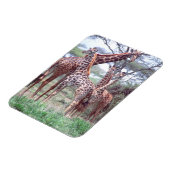 Giraffengruppe oder Herde w/ Young, Giraffa Magnet (Linke Seite)