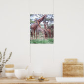 Giraffengruppe oder Herde w/ Young, Giraffa Poster (Küche)