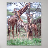 Giraffengruppe oder Herde w/ Young, Giraffa Poster (Vorne)